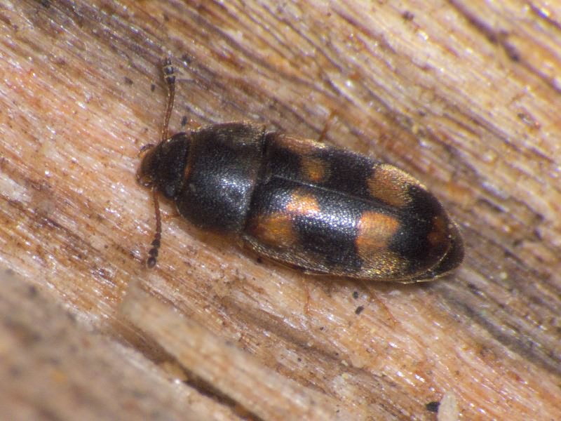 Litargus connexus Geoffroy, 1785